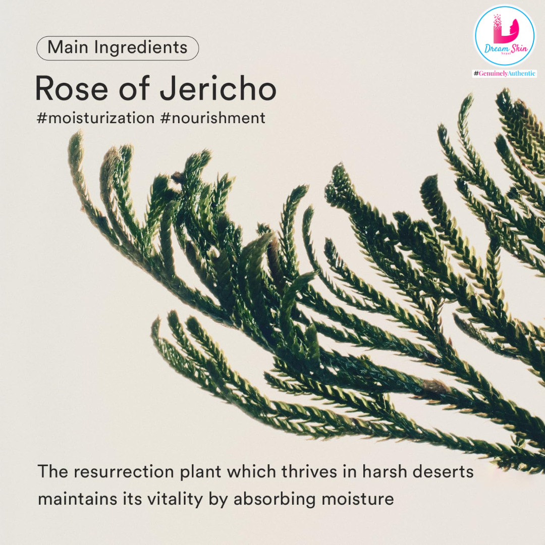 Abib Jericho Rose Bifida Serum Firming Drop [50ml]